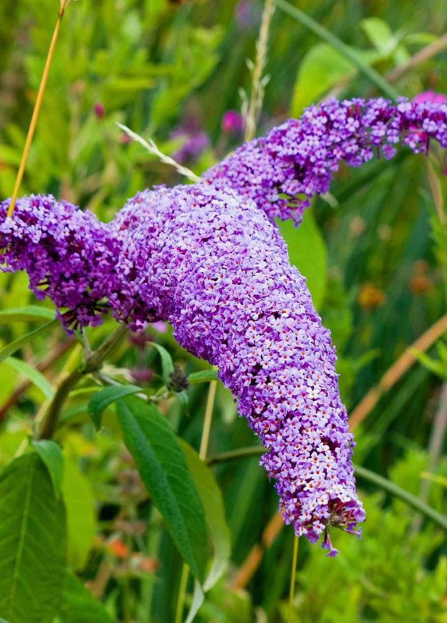 Butterfly Bush, Buddleia, Buddleja, lilac, bunga, close-up, alam, cantik, foto, gambar