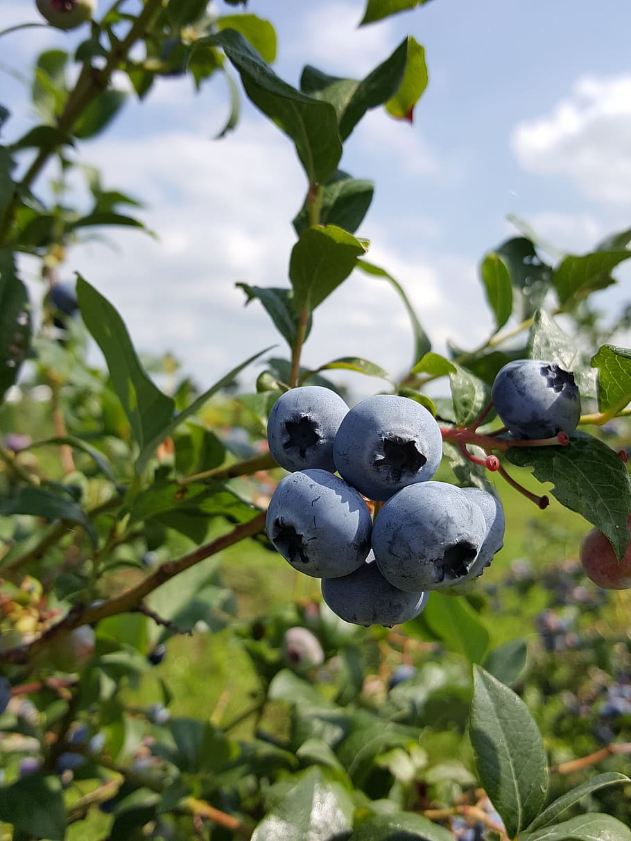 blueberries, bickbeeren, berries, fruit, ripe, healthy, frisch, vitamins, sweet, leaf