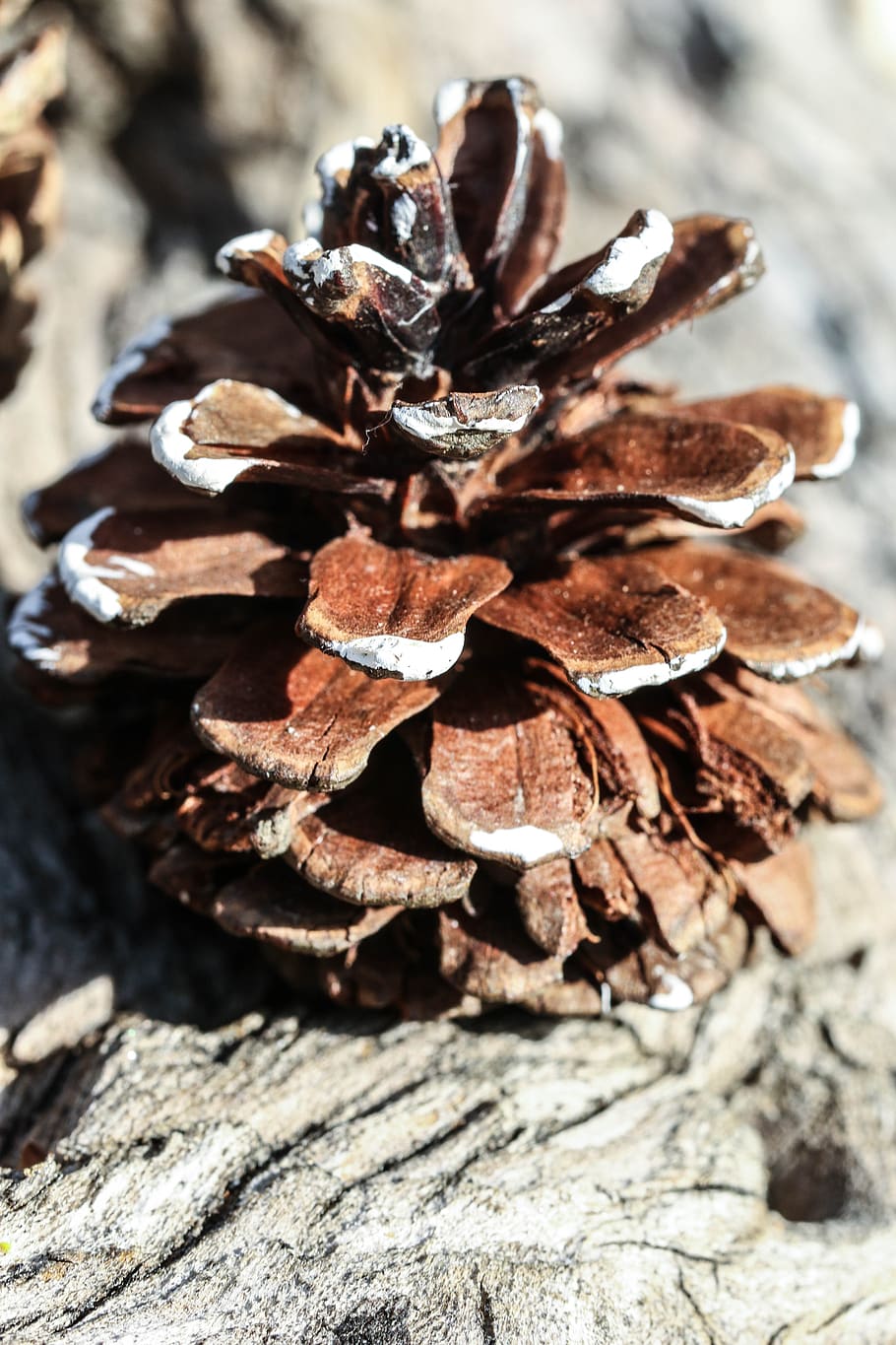 pinecone, nature, macro, close-up, day, focus on foreground, textured, pine cone, wood - material, plant