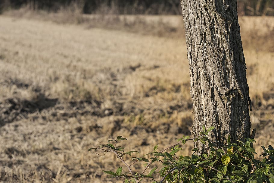 trunk, tree, tree trunk, plant, bark, nature, wood, campaign, land, focus on foreground