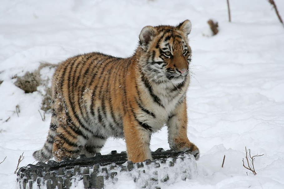 Tiger Cub, Salju, Musim Dingin, Kucing Besar, predator, garis-garis, muda, kebun binatang, margasatwa, kucing