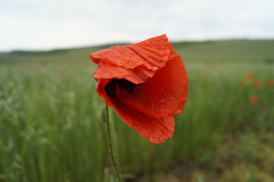 poppy, red, meadow, meadow flower, flower, nature, after the rain, just add water, raindrop, plant