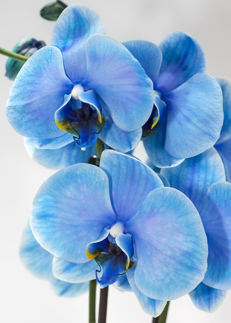 closeup, blue, orchid moths, orchid, phalaenopsis, colored, floral, flower, exotic, blossom