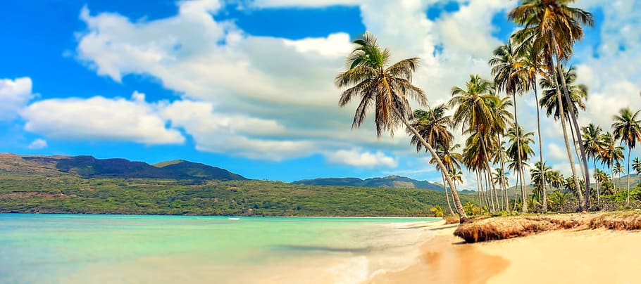 body, water, island, daytime, coconut tree, body of water, beach, paradise, palm trees, sea