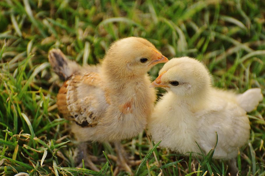 two, yellow, chicks, green, grass, daytime, green grass, chicken, small, poultry