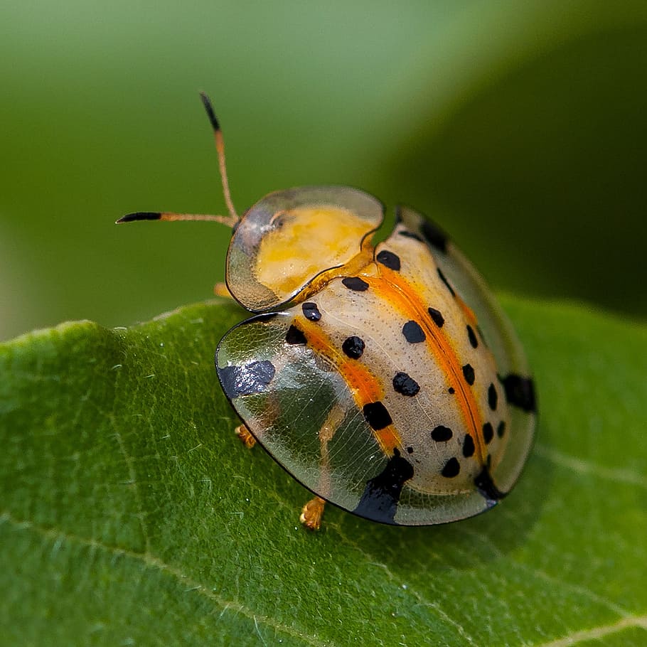macro photo, spotted, shield bug, leaf, insects, ladybug, close-up, wing, bugs, invertebrate