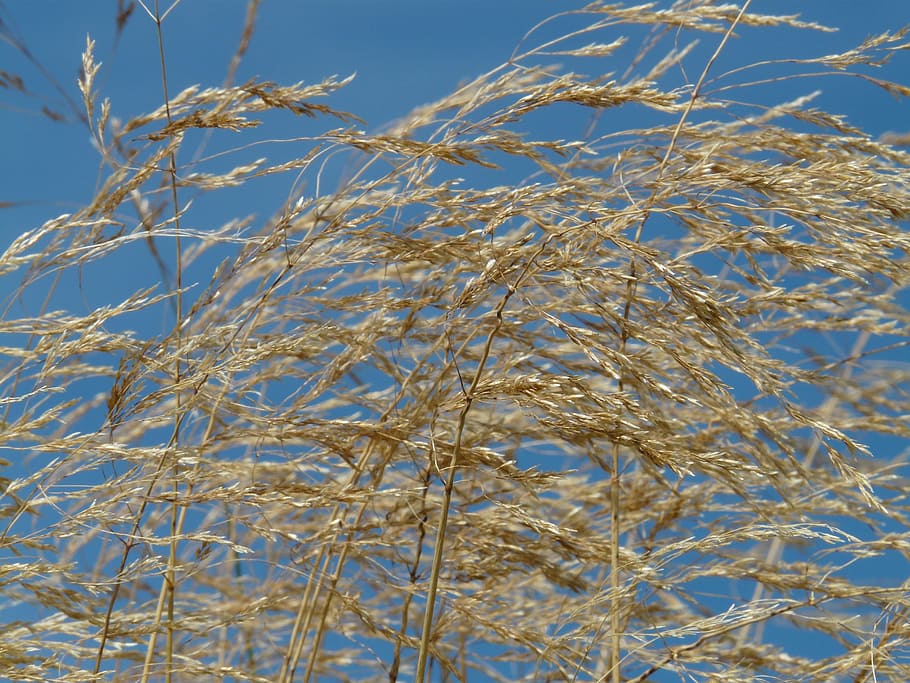 Grass, Wind, Blow, Flutter, Dry, Seeds, compressed meadowgrass, poa compressa, platt halm panicle, flat meadowgrass