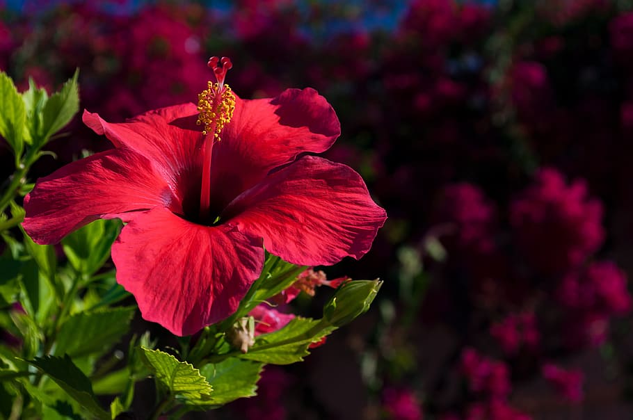 selective, focus photography, pink, hibiscus flower, hibiscus, flower, nature, plant, garden, leaf