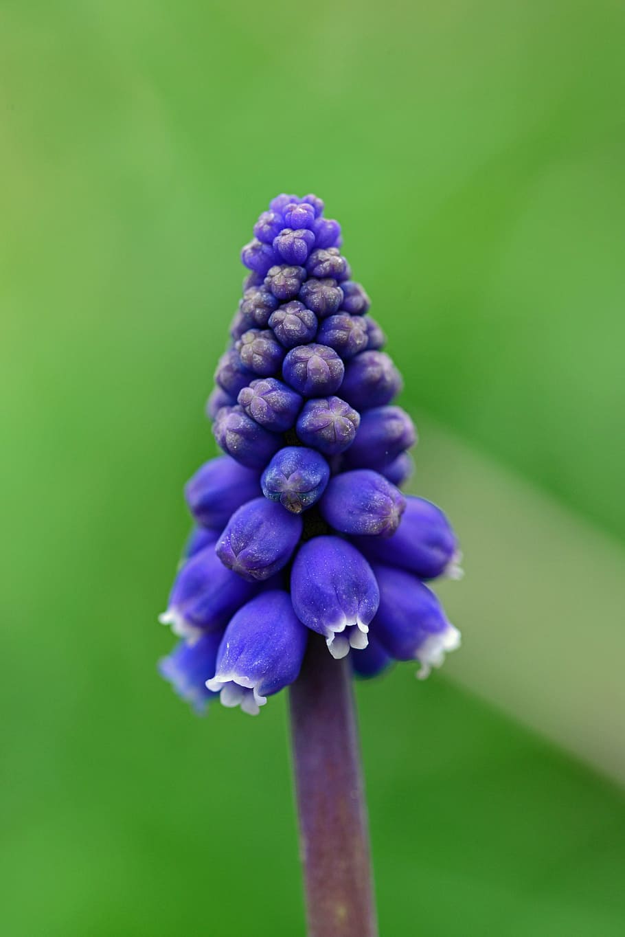 selective, focus photography, purple, petaled flower buds, muscari, grape hyacinth, mediterranean baby's breath, mediterranean bluebell, bulb, perennial