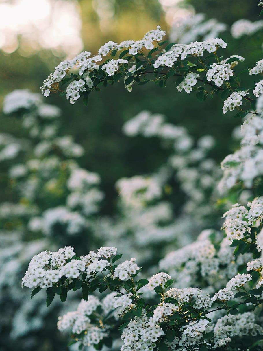 seletiva, foto de foco, branco, flores de pétalas, dia, flor, árvore, planta, natureza, desfoque