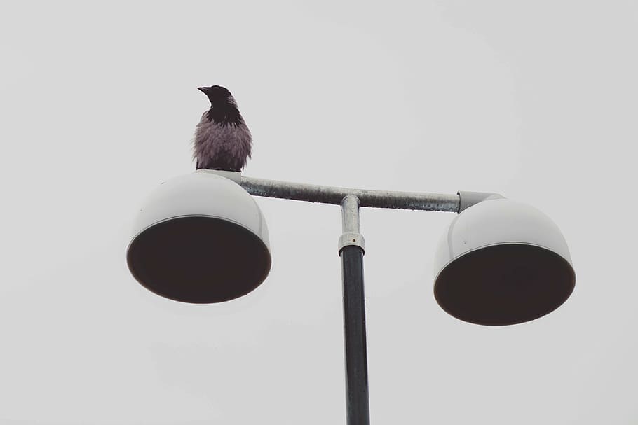 black, bird, resting, lamp post, lamp, posts, animal, lamp posts, hygiene, white background