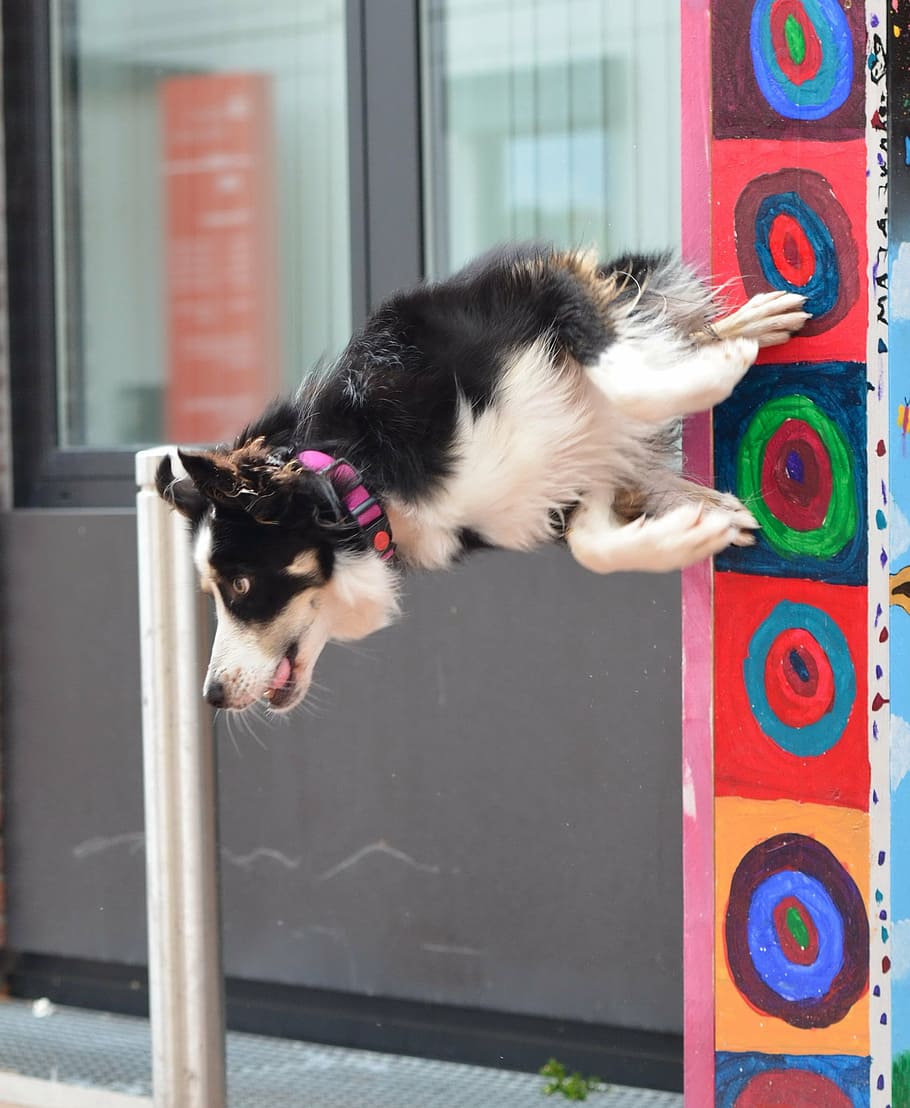 dog trick, border collie, city, pole jump, dog show trick, domestic, pets, domestic animals, one animal, mammal