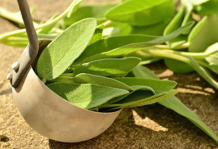 green leafed plants, sage, herbs, culinary herbs, healthy, tea herbs, bless you, herbal plant, garden plant, healing