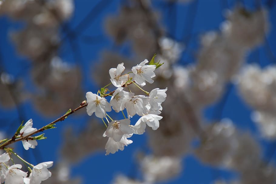 cherry blossom, washington dc, tourism, pink, spring, usa, colorful, bloom, blossom, plant