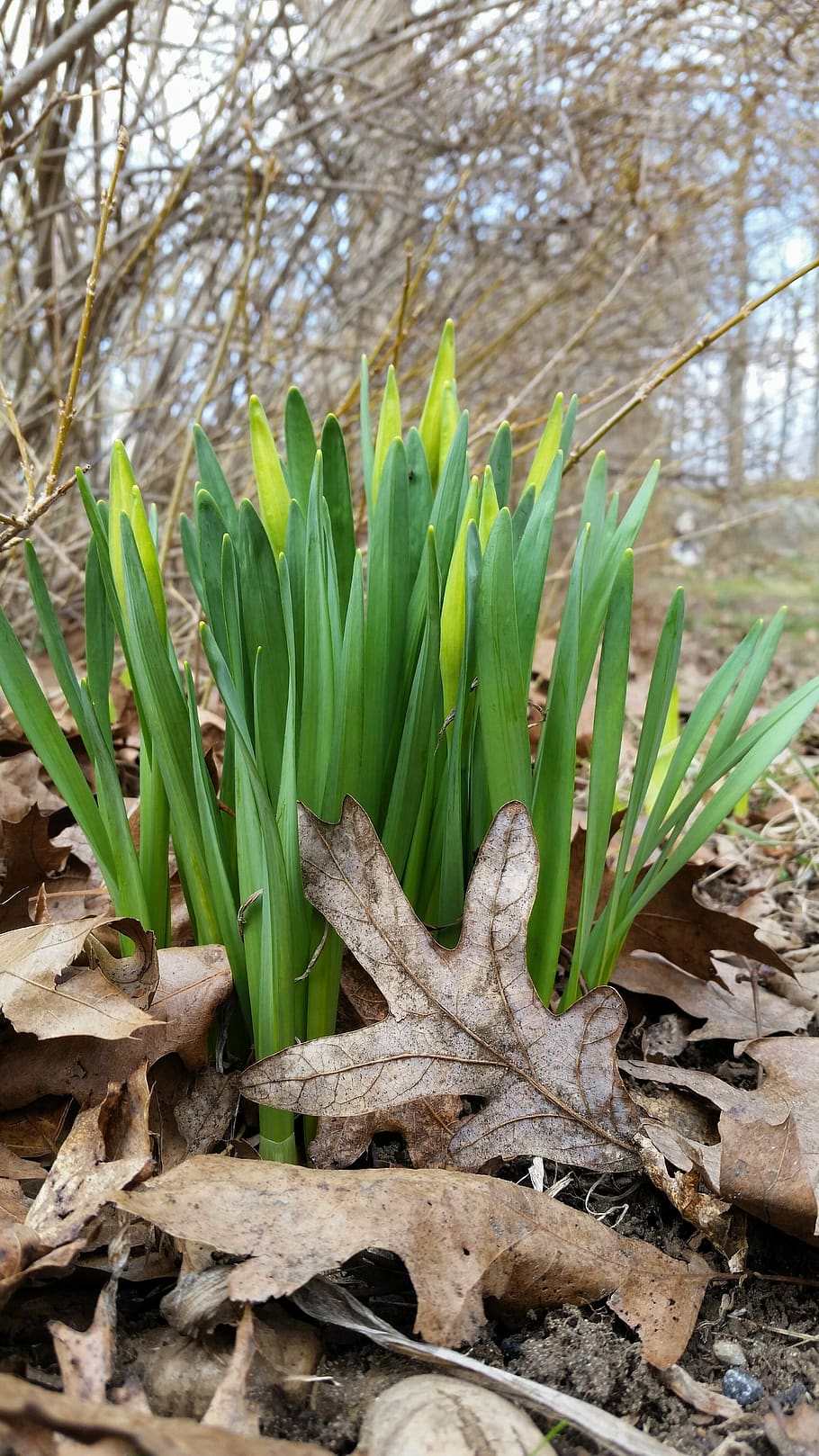 nature, flora, leaf, outdoors, growth, spring, garden, gardening, bulbs, leaves