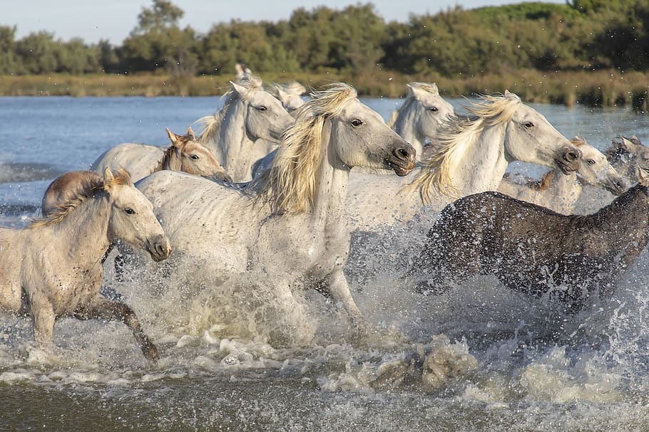 camargue, horses, animals, nature, white, saintes-maries-de-la-mer, pond, water, horse, foal