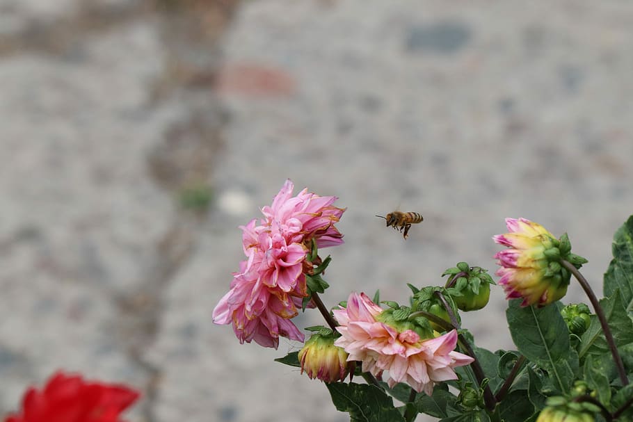 peonía común, peonía, común europeo, paeonia officinalis, flor, flor rosa, abeja, abeja volando, insecto, amarillo