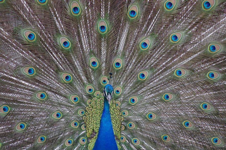 peacock, philadelphia, zoo, iridescent, animal, bird, blue, wildlife, nature, plumage