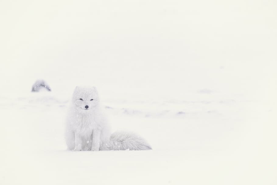 snow fox, snow, winter, white, cold, weather, ice, nature, arctic, animal