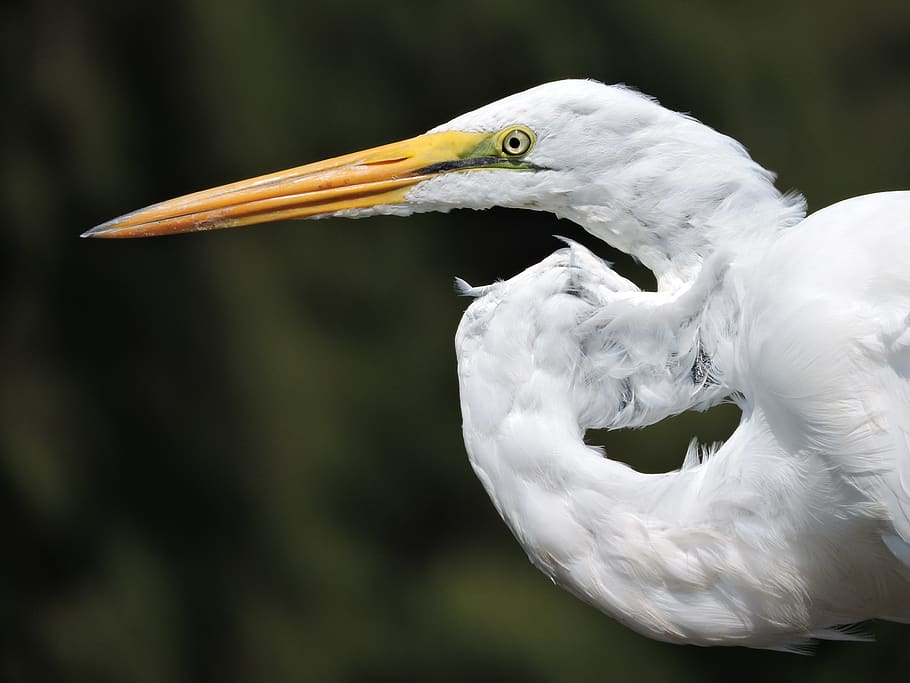 great white egret, heron, egret, water, bird, white, wild, feather, beak, watching