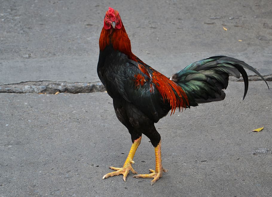 rooster, concrete, surface, chicken, cockerel, poultry, farm, agriculture, meat, livestock