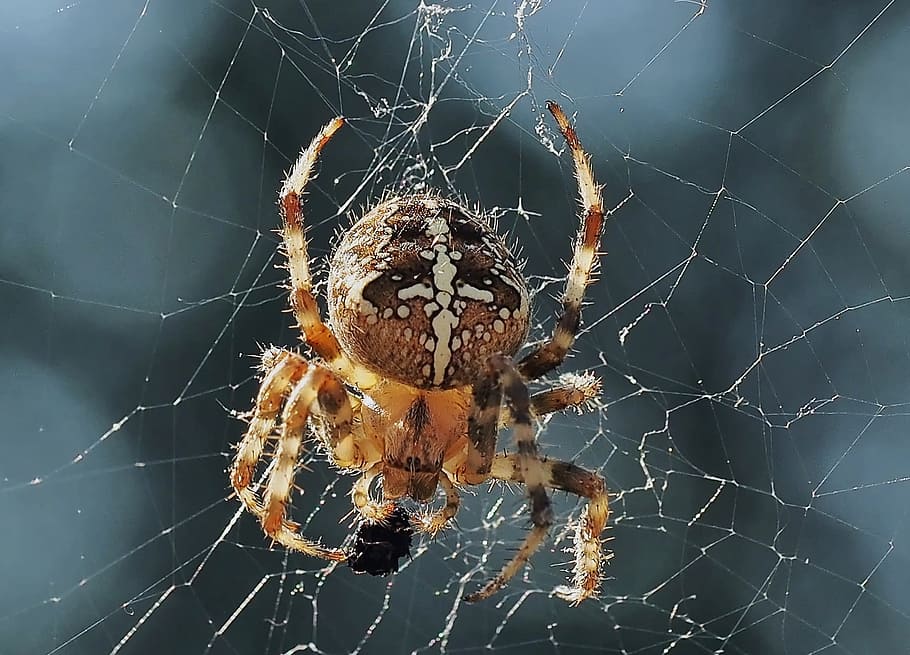 선택적, 초점 사진, araneus diadematus 거미, 곤충, 자연, 라이브, 거미줄, 거미, 동물 테마, 무척추 동물