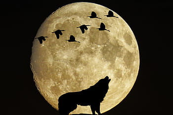 Royalty Free Silhouette Of Wolf Photos Free Download Pxfuel