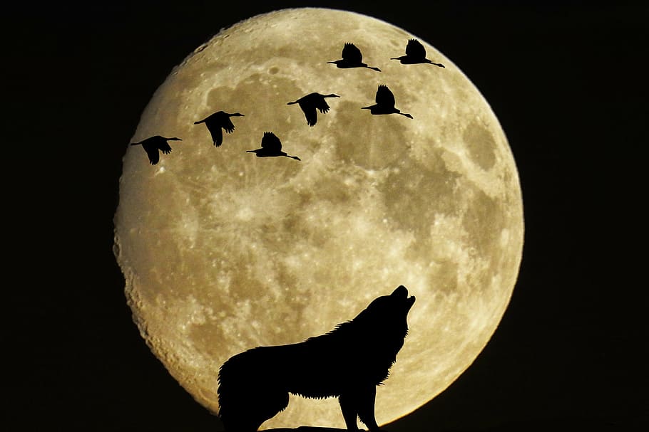 wolf howling painting, mystical, moon, full moon, birds, wolf, moonlight, silhouette, animal themes, one animal