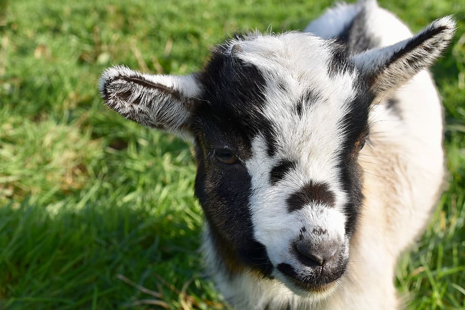 goat, goat baby goat, kid, ibex, horn, herbivore, prairie, ruminants, portrait, black and white