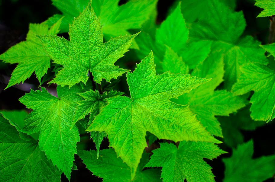 green, leaves, close-up photography, leaf, plant, plants, nature, green color, close-up, full frame