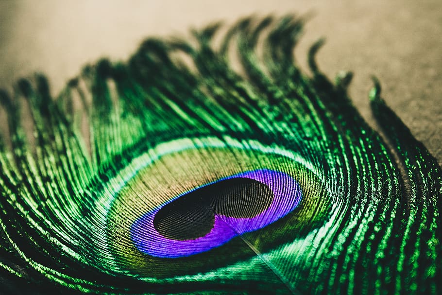 peacock feather, peacock, colorful, peacock feathers, feather photo, beautiful, abstract, zoo, bird, animal