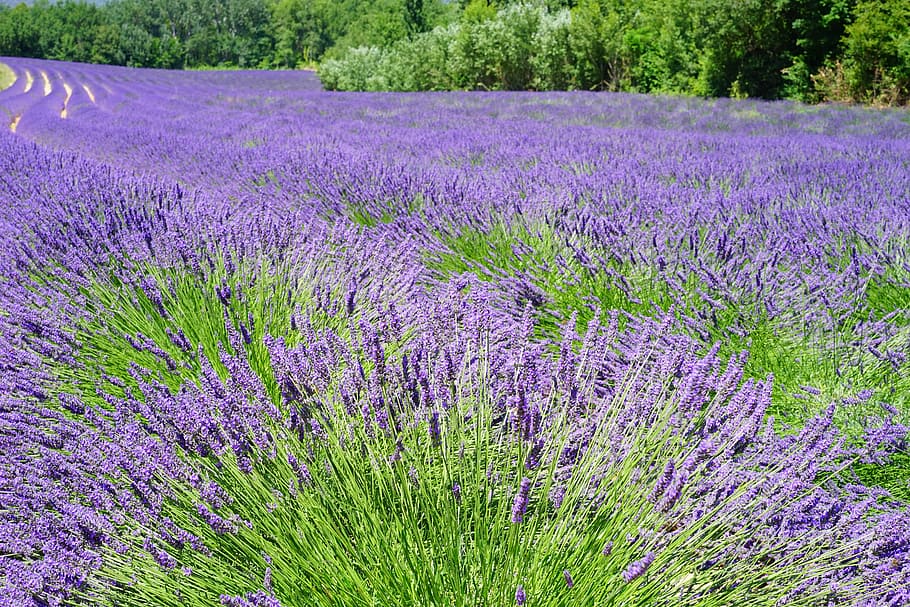 bed, purple, lavender, flowers, lavender field, flora, floral, lavender flowers, blue, dunkellia
