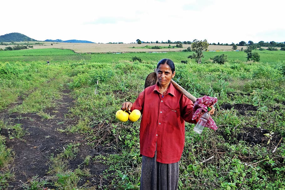 Farm, Female, Worker, Hoe, farm lady, carrying, pumpkins, showing, vegetable, uttar kannada