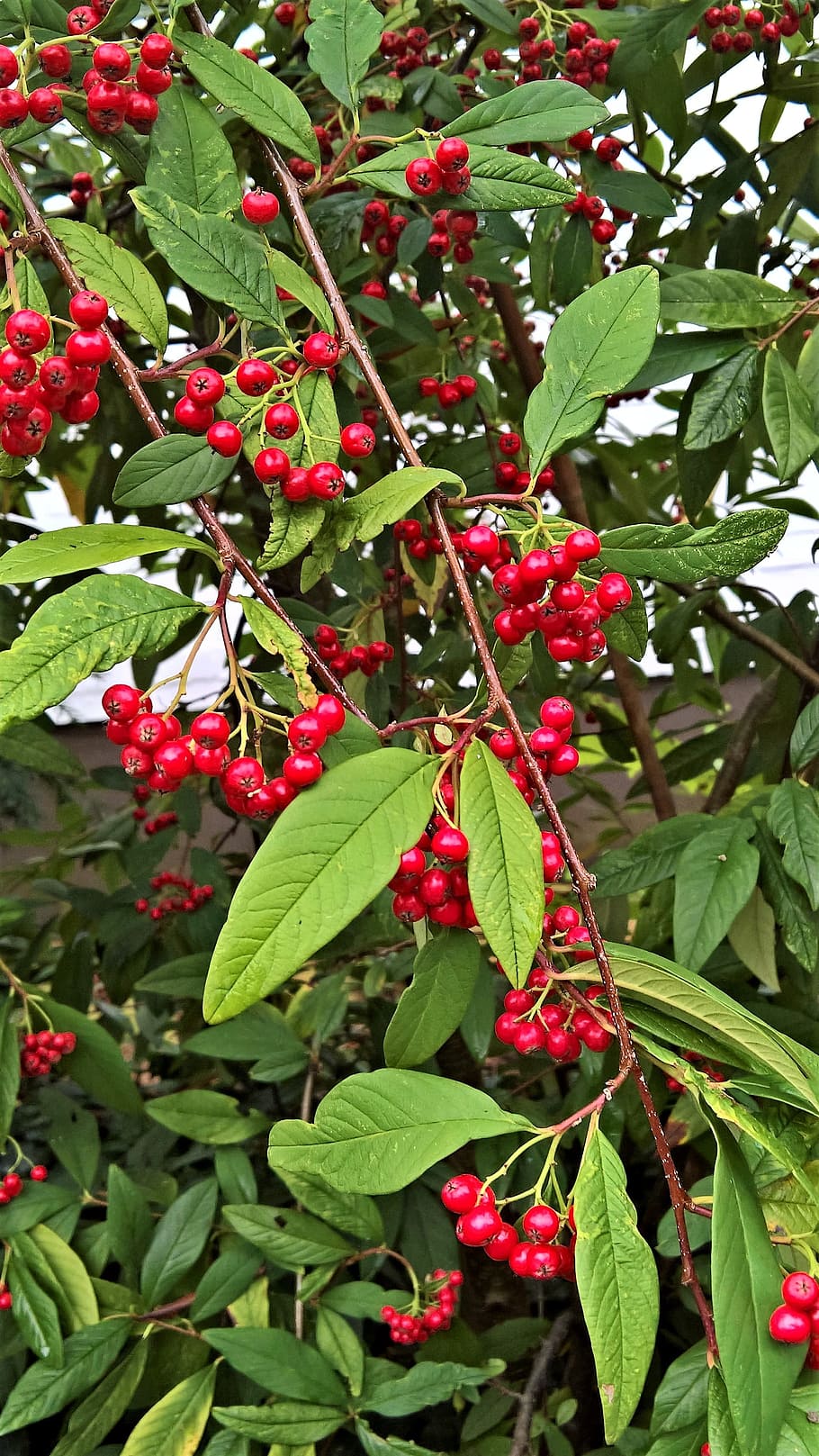 plant, cotoneaster, willow-leaved cotoneaster, rowanberries, berry red, toxic, bright, bush, nature, autumn