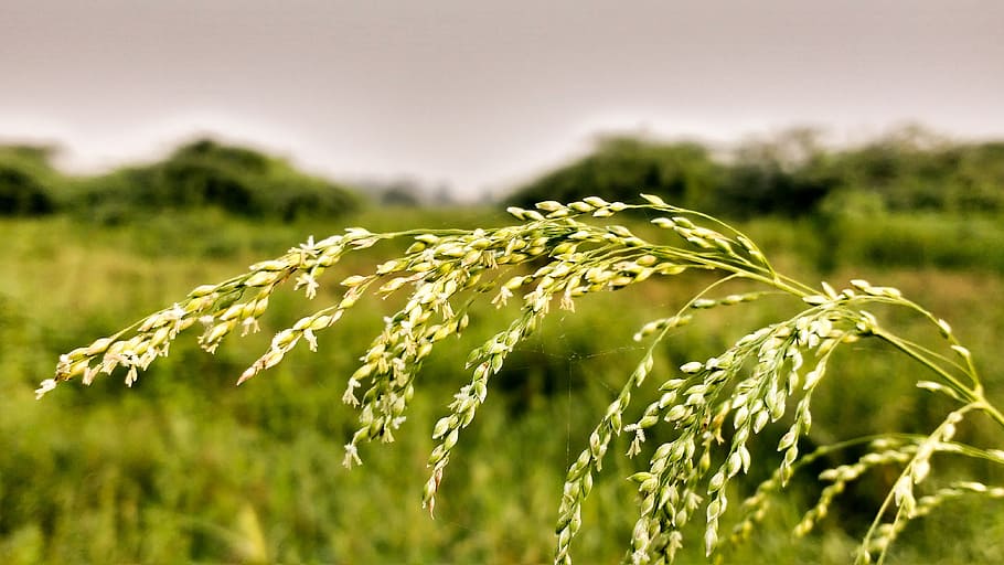 Сельскохозяйственные сорняки. Овёс фото растение. Пшеница и плевелы. Желтый сорняк в поле. Плевел многолетний.