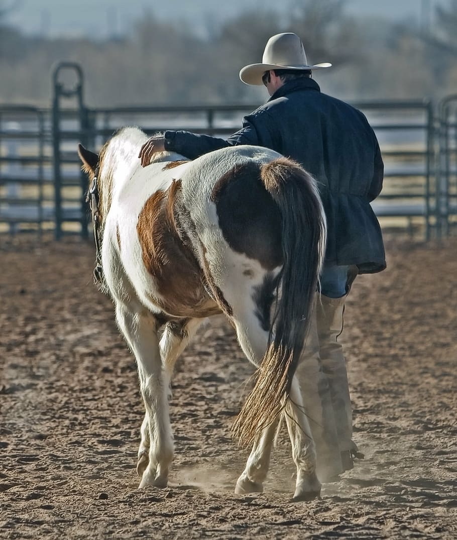 man, wearing, black, jacket, white, cowboy hat, holding, brown, horse, cowboy