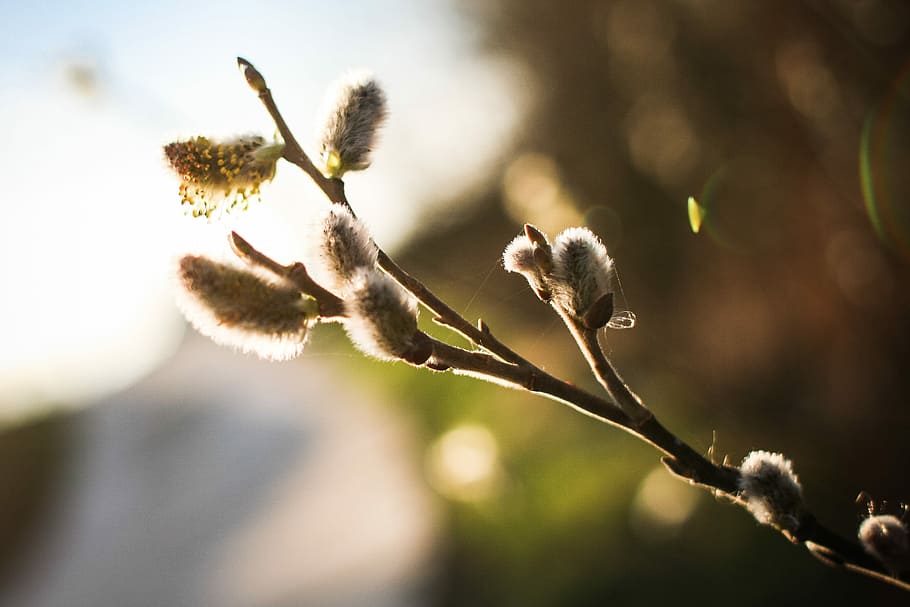 primavera, aqui !, (cabra, salgueiro), a primavera está aqui, Salix caprea, salgueiro de cabra, natureza, ramo, árvore