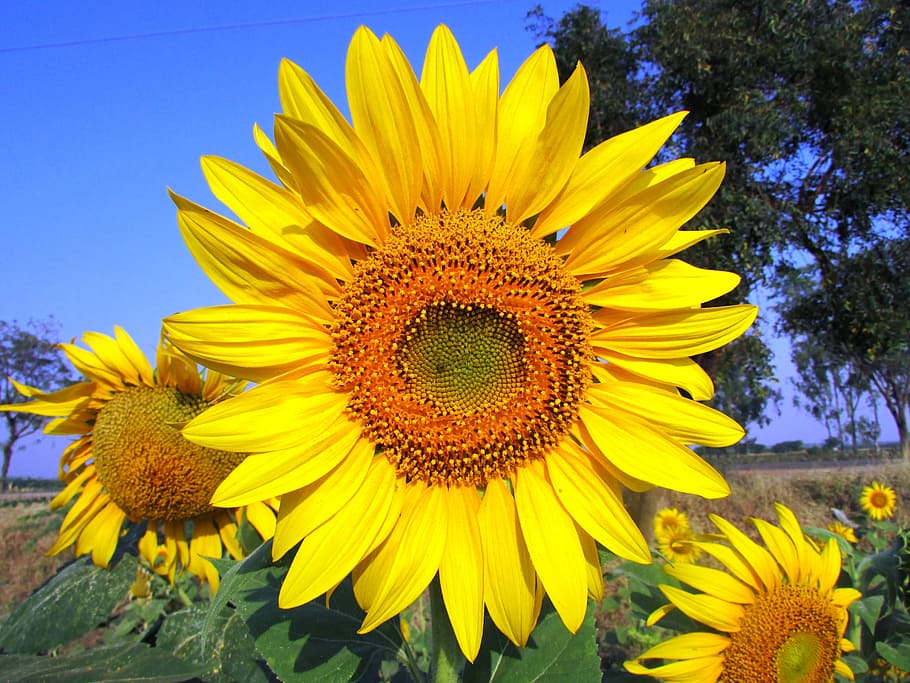 primer plano, foto, girasol, flor del sol, flor, amarillo, Navalgund, India, planta floreciendo, planta