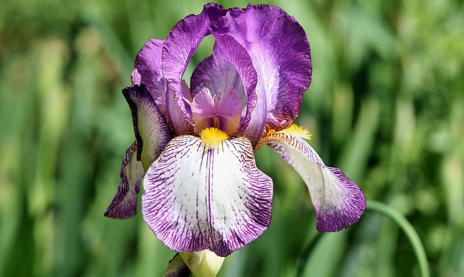 selektif, fokus fotografi, ungu, bunga irlandia, bunga iris, schwertliliengewaechs, mekar, bunga, iris berjanggut, musim semi