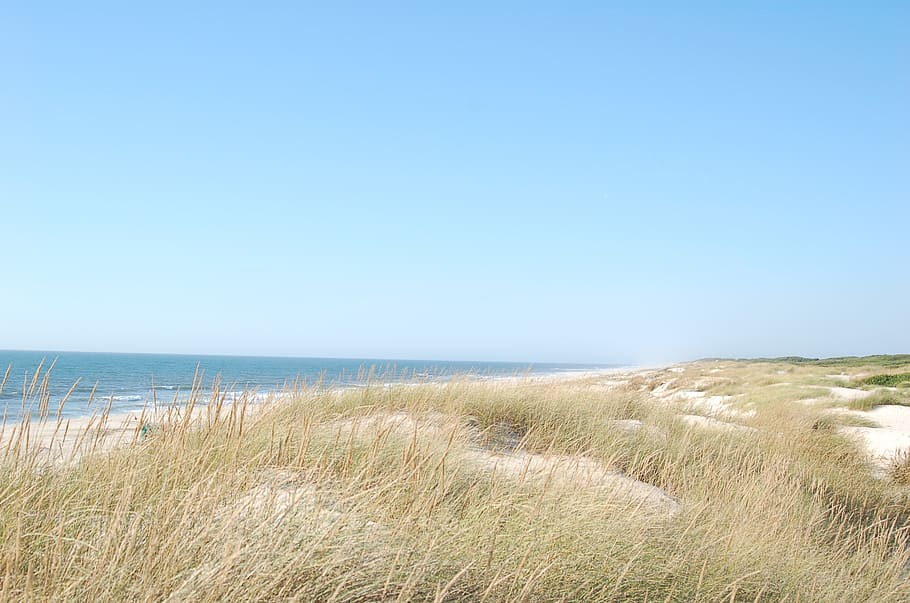 brown, wheat fields, clear, skies, dunes, dune, ocean, sea, beach, soledad