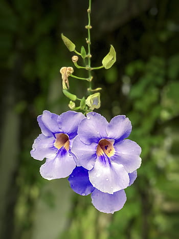 Fotos flores de pétalos de trompeta libres de regalías | Pxfuel