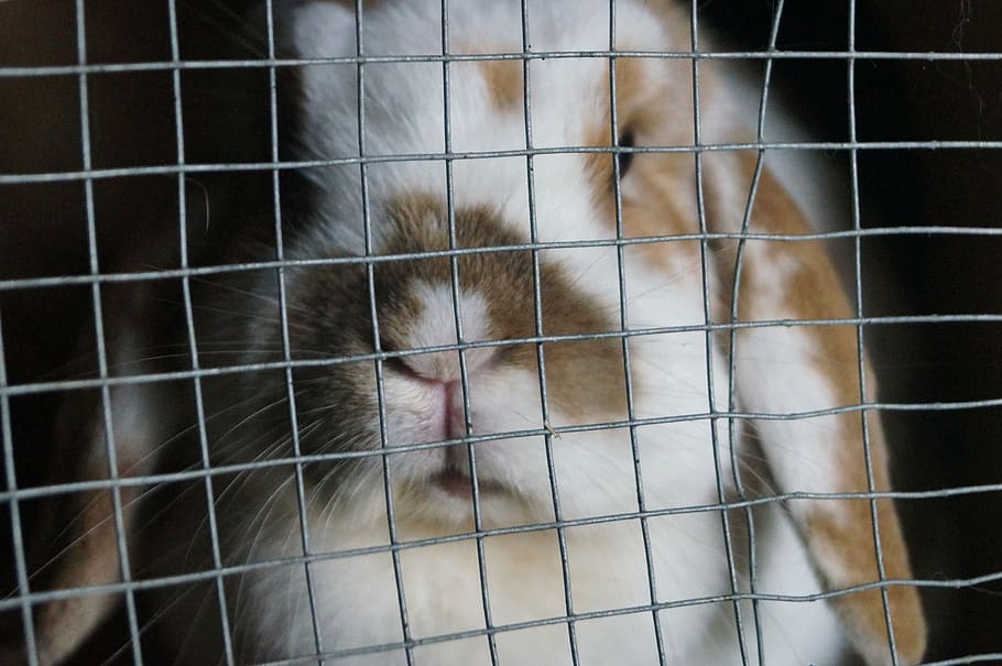 rabbit, grid, stall, nibble, mümmelfrau, close, fur, rabbit hutch, protective grille, brown white