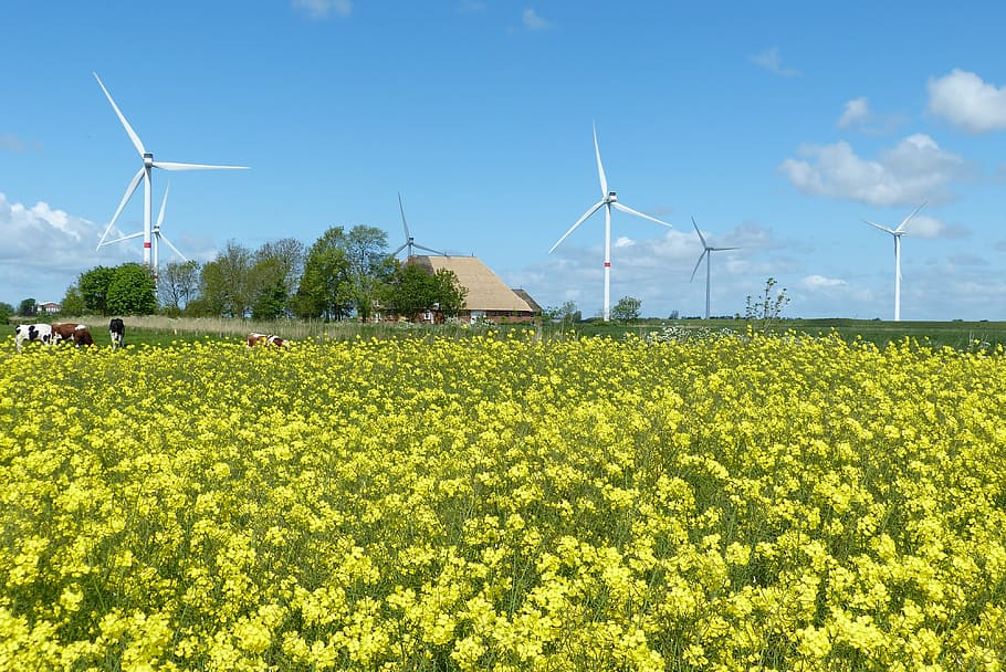 oilseed rape, wind, clouds, nordfriesland, wind power, wind power plants, cows, agriculture, yellow, thatched roof