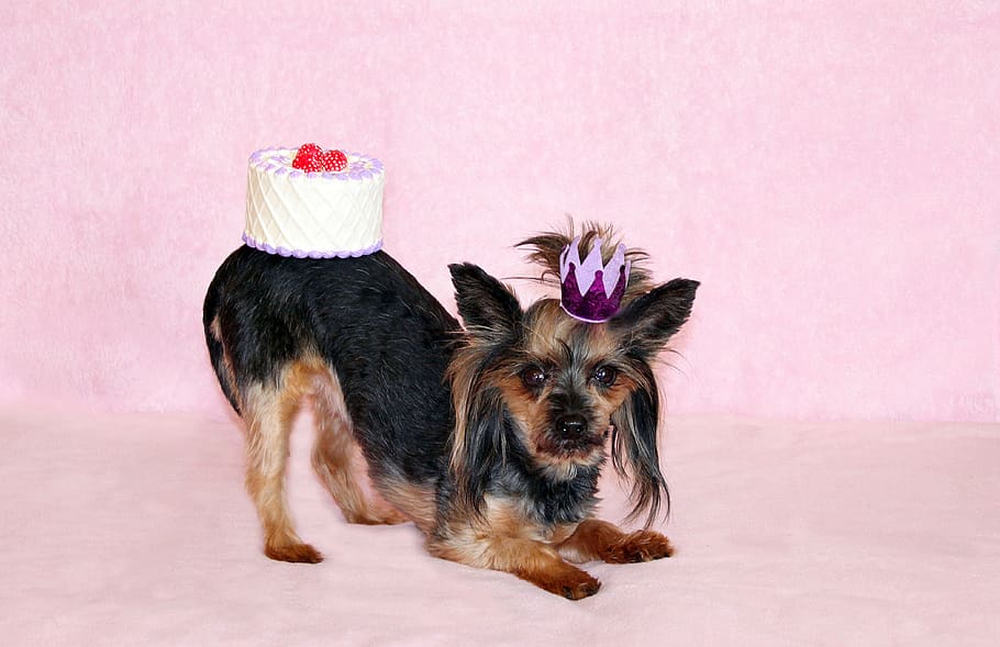 yorkie, cachorro, bolo, aniversário, princesa, coroa, beleza, animais de estimação, animal, temas de animais