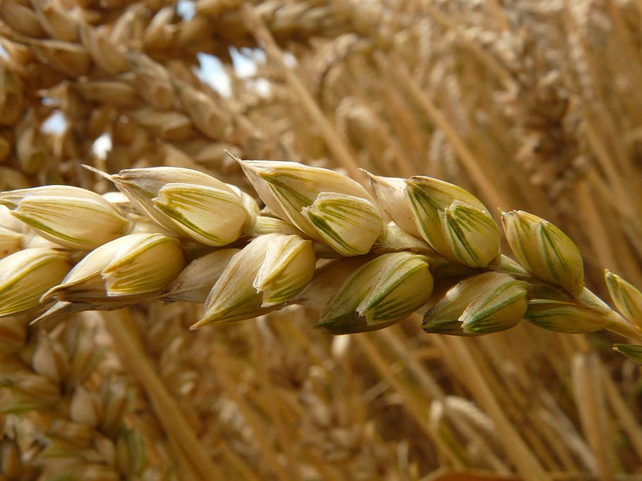 Primer plano, fotografía, granos de trigo, espiga, trigo, cereales, grano, campo, campo de trigo, maizal