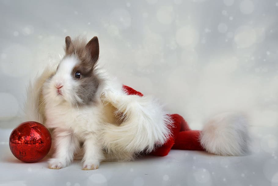 white, brown, rabbit photo, christmas, dwarf bunny, cap, festival, mammal, pets, domestic