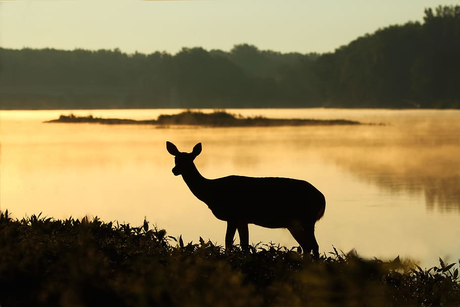 deer, silhouette, sunset, wildlife, forest, woods, grass, water, river, lake