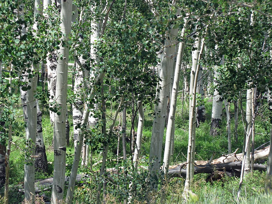 green, leafed, trees, aspen, birch, forest, summer, grove of trees, rocky mountains, plant