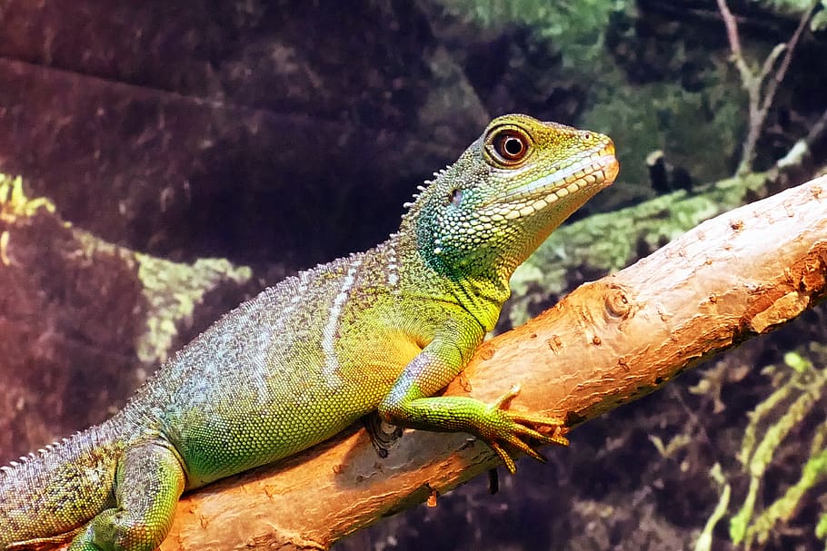 chinese, water dragon, physignathus, concincinus, water, dragon, green, asian, reptile, chinese dragon