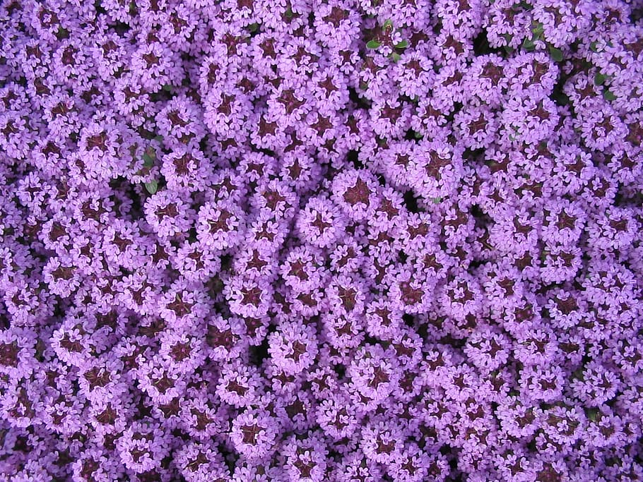 Purple, Carpet, Flowers, Spring, carpet of flowers, garden, pretty, bloom, plant, background